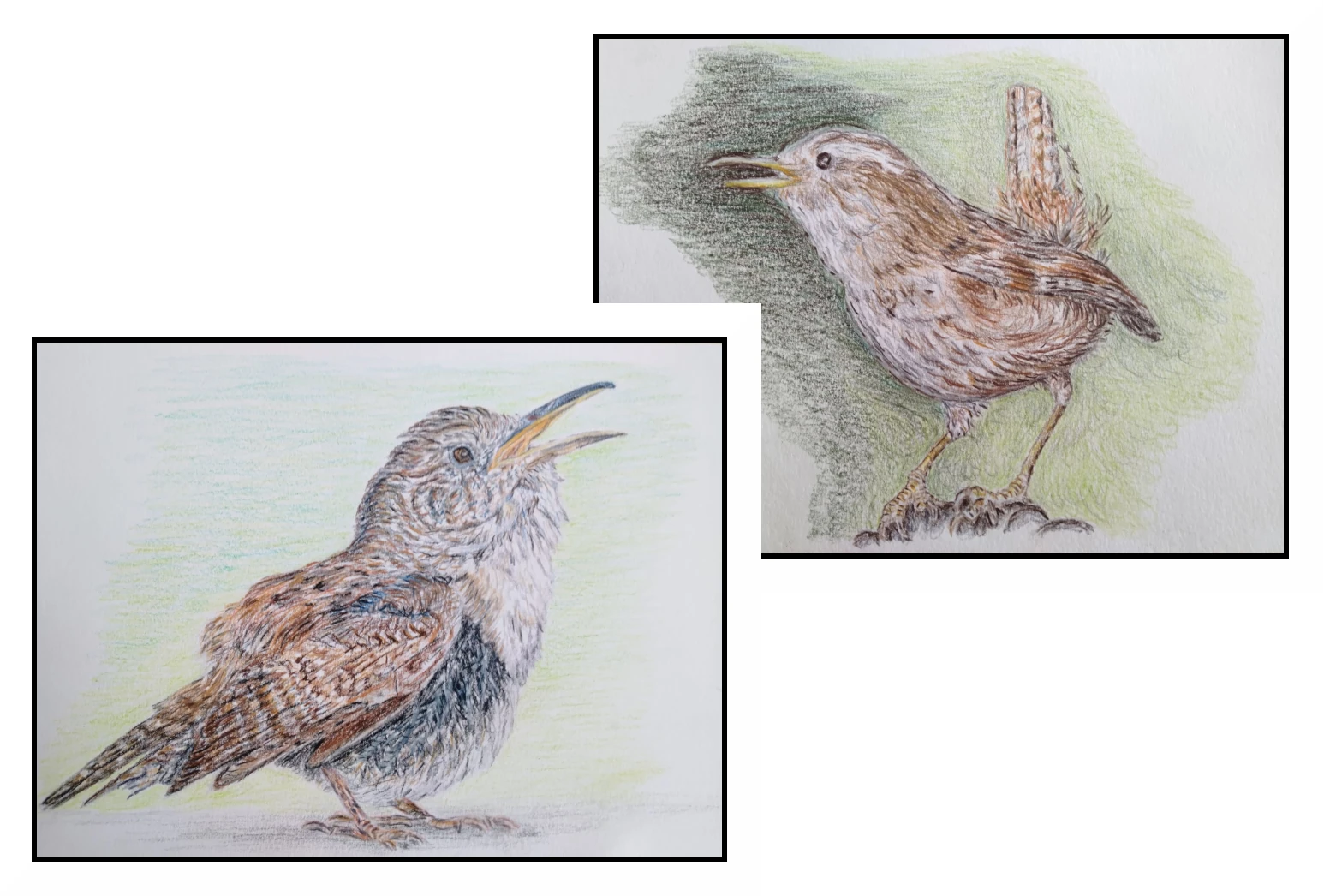 Natures Little Messenger