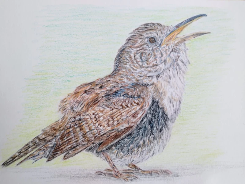 Wren Illustration