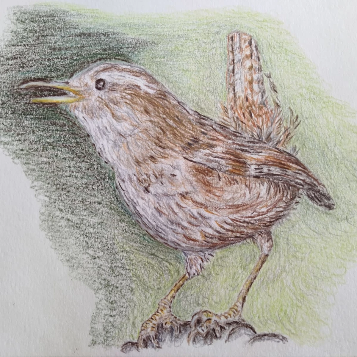 Wren Image