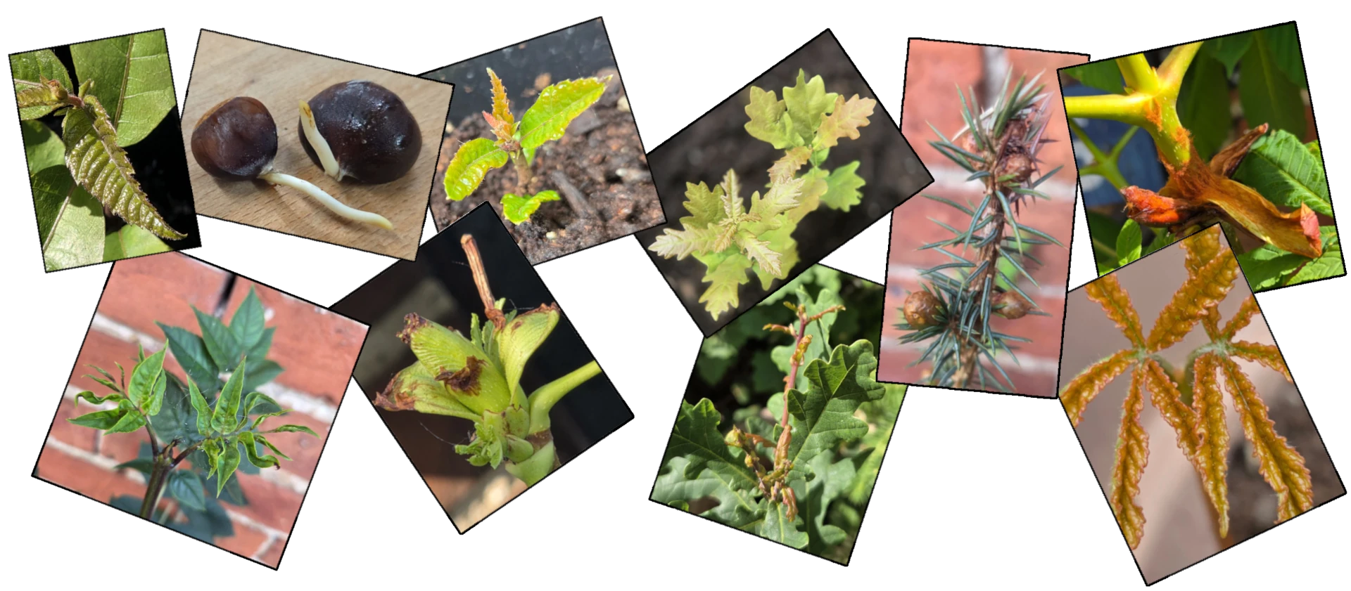 Collage of leaf and closeup plant images.